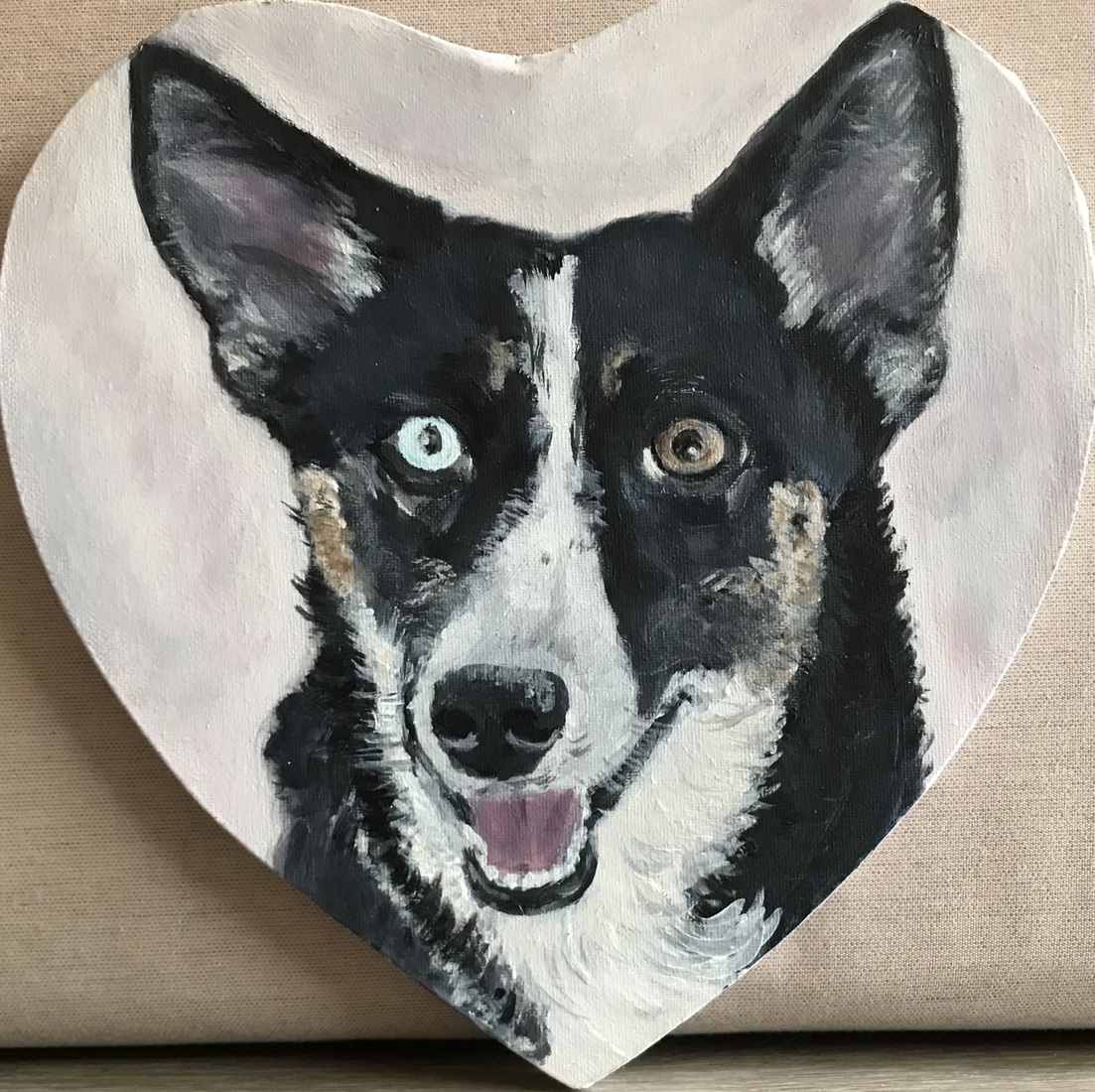 Hond Azul, Australian Shepherd