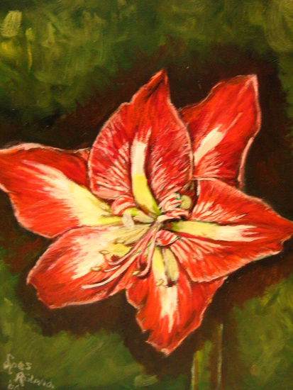 amaryllis