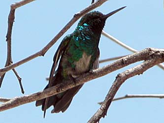 Colibri