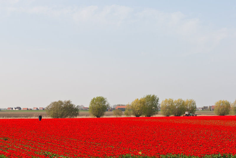 Rood in Heense Molen