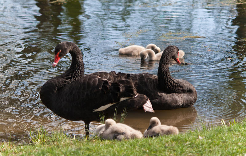 Teder, zwart en zacht