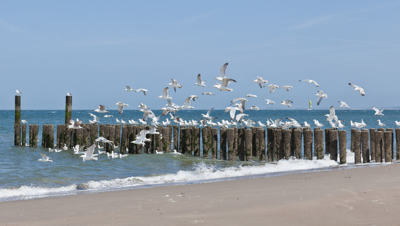 Meeuwen aan de kust