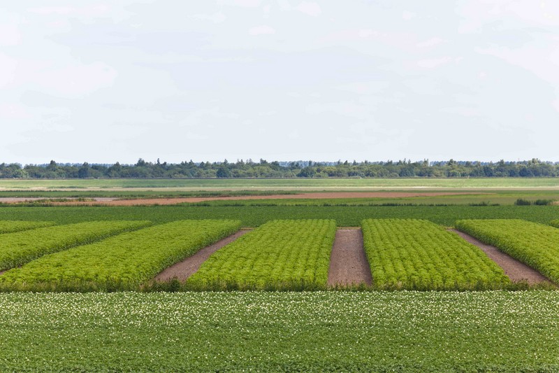 Jong, volwassen, oud 1