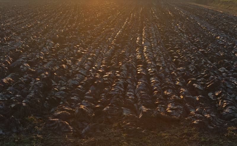 Landschap Heense Molen 9