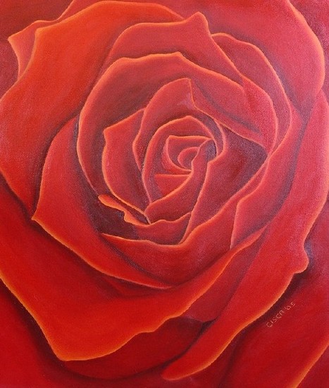 rood-oranje roos 50 x 60