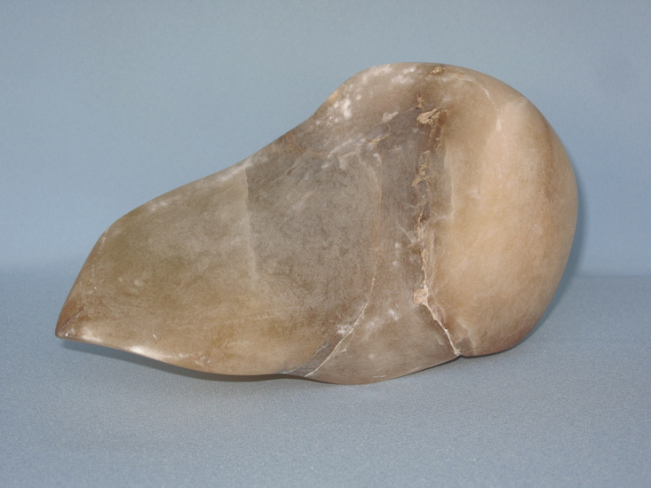 Schedel