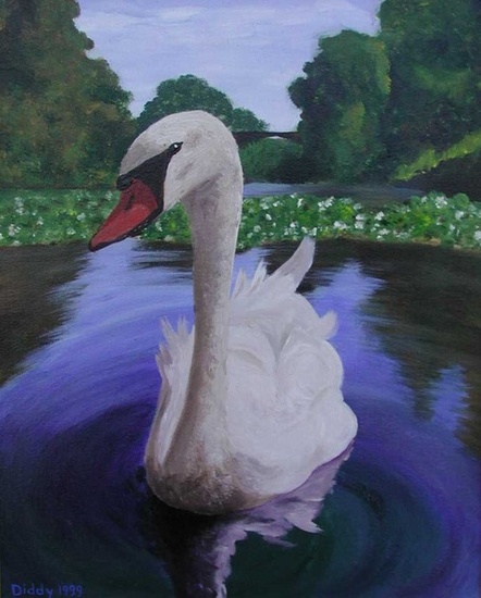 Zwaan
