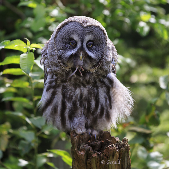 Great Grey Owl