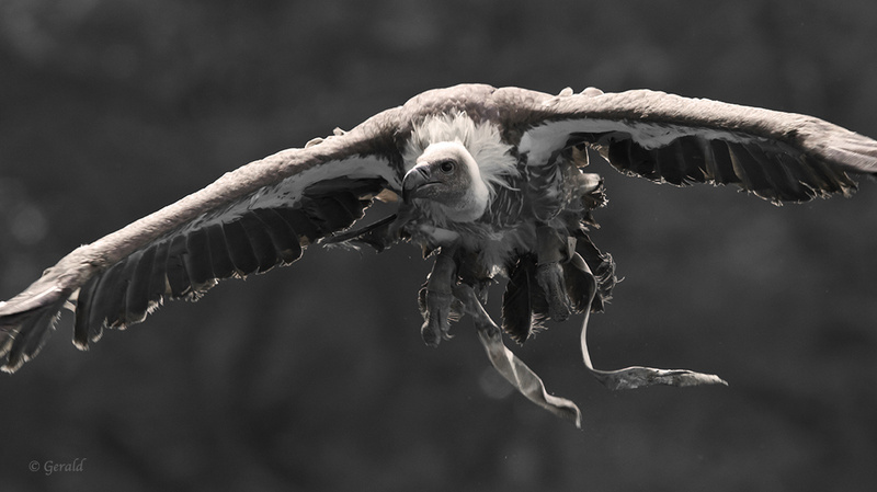 Vulture