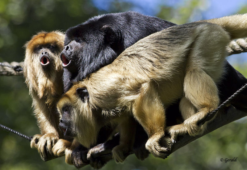 Howler monkeys