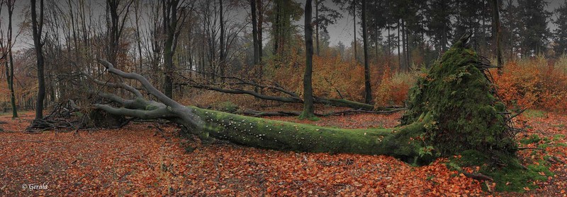 Fallen giant tree