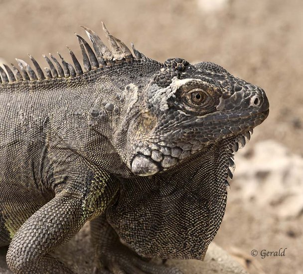Iguana
