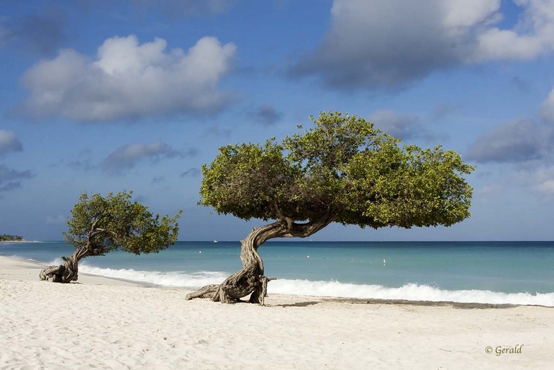 Fofoti trees, Aruba