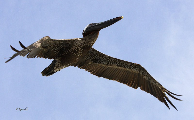 Brown Pelican