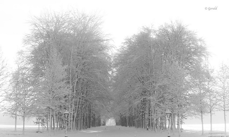 Tree lane Het Loo