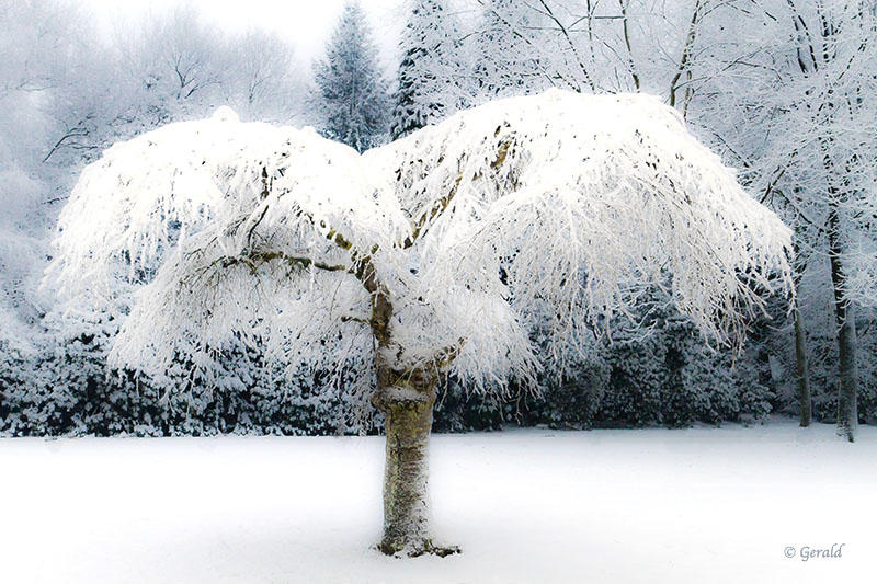 Tree covered in snow