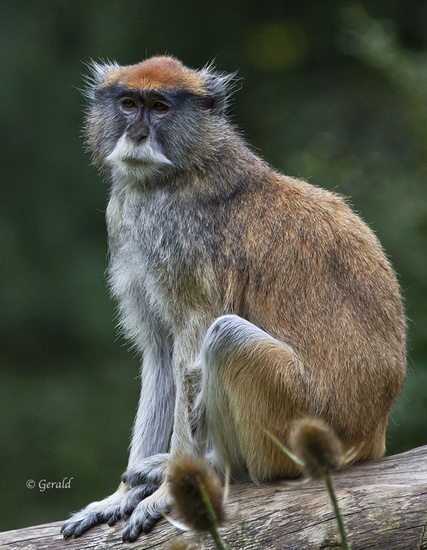 Patas monkey