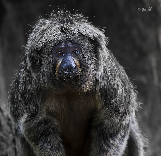 White faced Saki