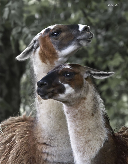 Llama's