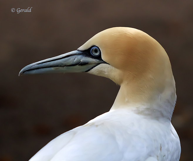 Gannet