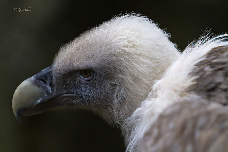 Head of Vulture