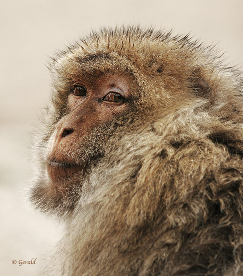 Common macaque