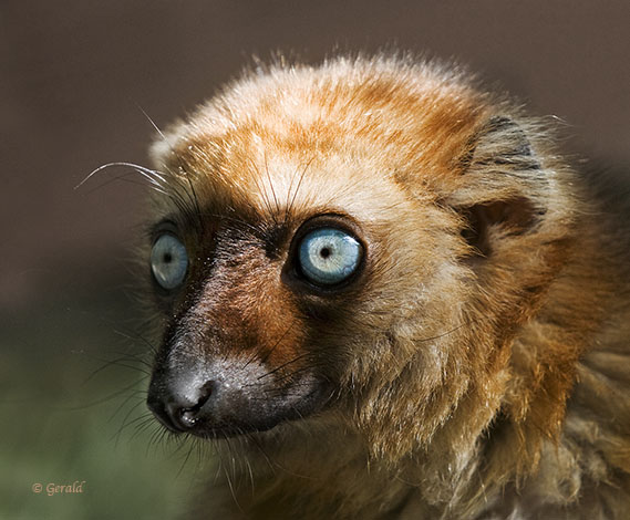 Blue eyed lemur