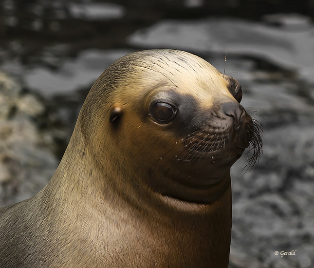 Sea Lion