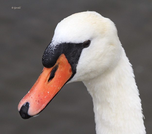 Mute swan