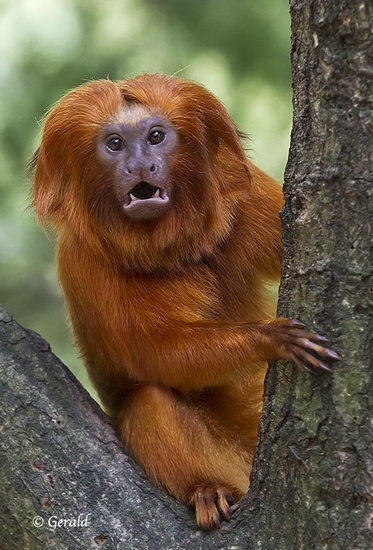 Golden Lion Tamarin