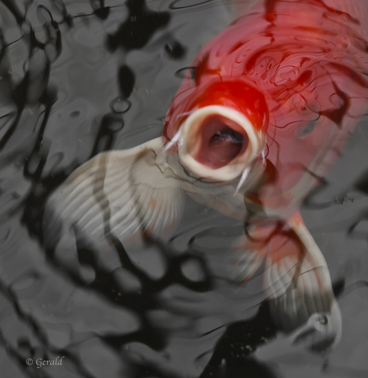 Koi Carp