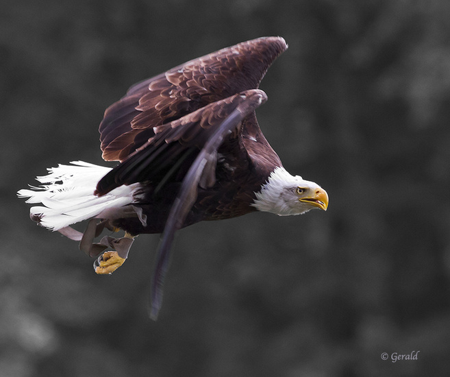 Bald Eagle