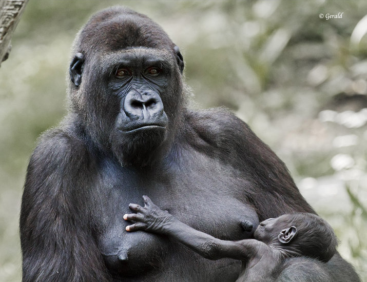 Gorilla mother with child