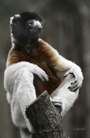Crowned Sifaka