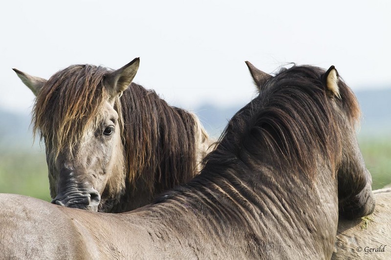 Konik horses