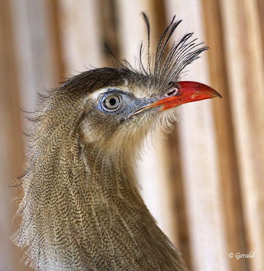 Red legged Seriema