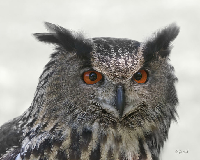 Eagle owl