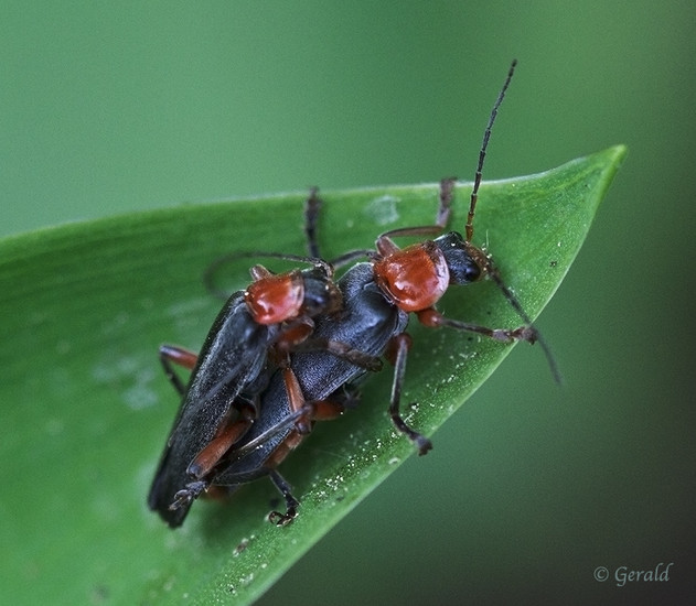 Mating insects