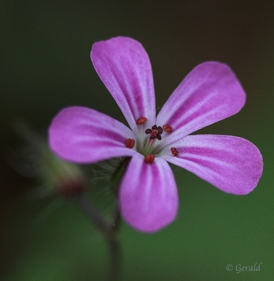 Pink flower