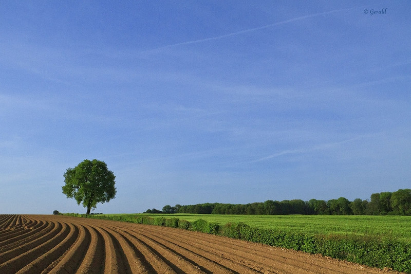 Potatoe field, Gerendal