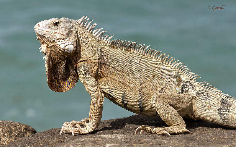 Iguana