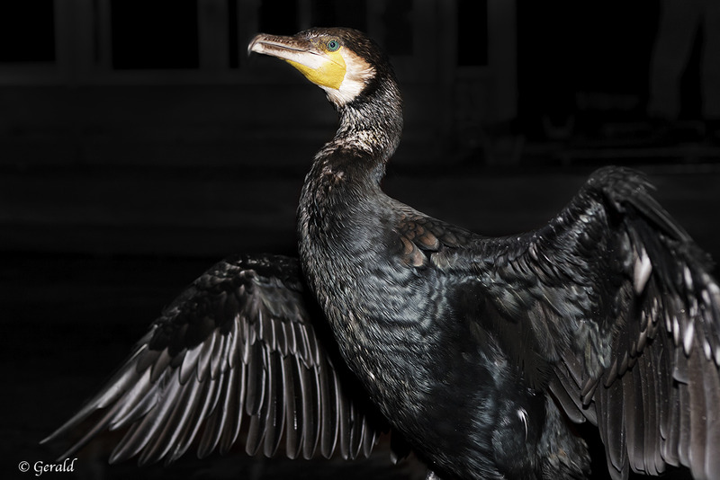 Cormorant