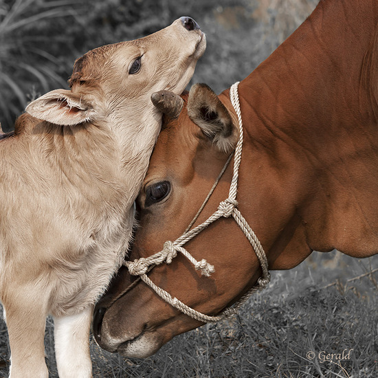 Chinese koe met kalf