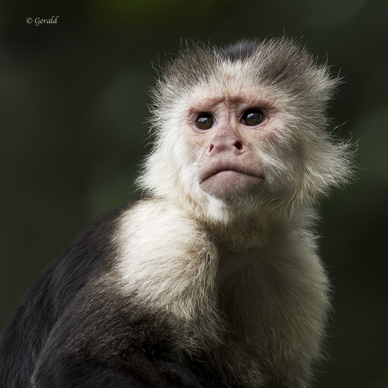 White throated Capuchin