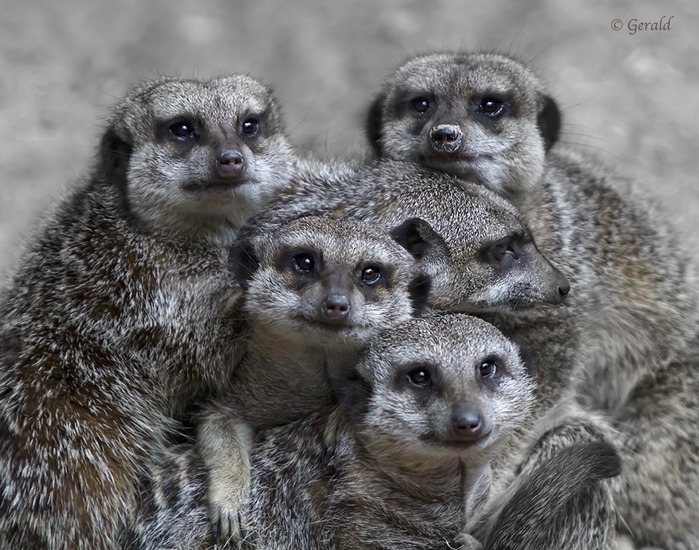 Meerkats