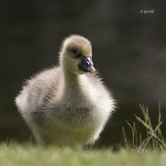 Chick greylag goose