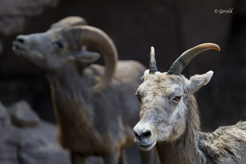 Bighorn sheep