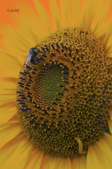 Sunflower with bee