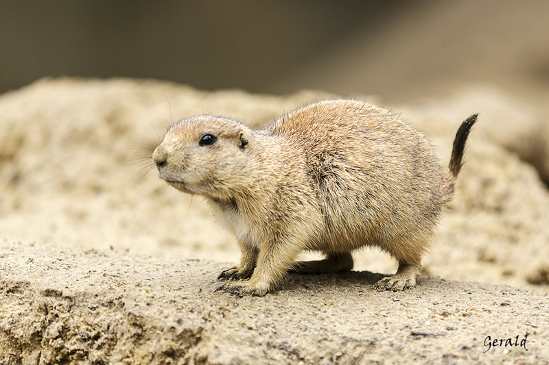 Prairie dog