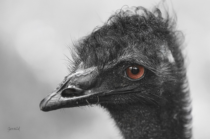 Ostrich